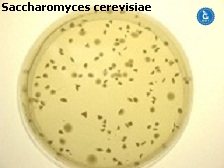 S cerevisiae (yeast) on Chloramphenicol Agar