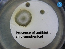 Yeast and Mould (Membrane filtration) on Chloramphenicol agar