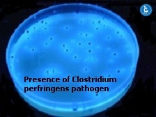 Clostridium perfringens