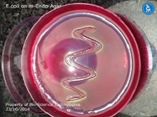 E coli streak on agar