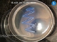 Streaked E coli bacteria