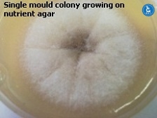 Mould colony