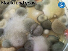 Petri plates showing mould and fungi